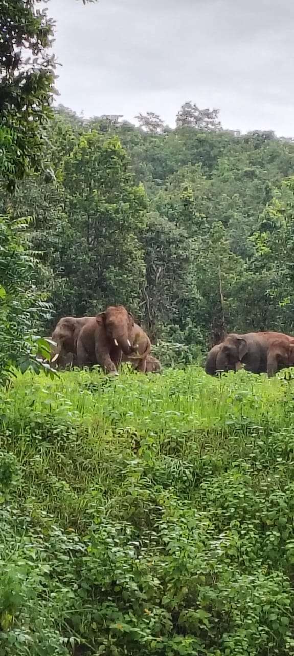 हाथियों के झुंड ने मवेशी चरवाह को दौड़ाया, बाल बाल बचा युवक,