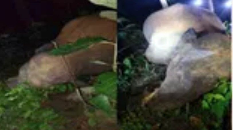 हाथी की मौत से हड़कंप: खेत में लगाए गए बिजली के तारों से लगा करंट, किसान गिरफ्तार