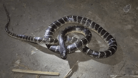 CG News : घर में आया करैत, 9 माह की मासूम ने खिलौना समझकर चबा डाला… सांप की मौत, बच्ची सुरक्षित