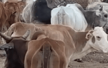 कोरबा के नगर निगम गौठान में गायों की दयनीय स्थिति:भूख-प्यास से मर रहे मवेशी, मृत बछड़े को कुत्ते नोच रहे