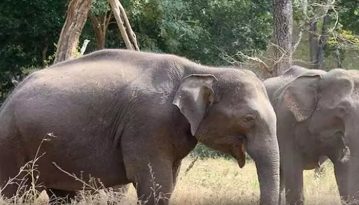 जन्म के दो दिन बाद थम गई सांसें, कोरबा में हाथी शावक की मौत