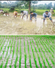 राइसग्राम प्रदर्शन के तहत कृषि अधिकारियों ने खेतों में उतरकर कतारबद्ध धान रोपे, किसानों को कतार रोपण के तकनीक से कराया अवगत*पाली से ज्ञान शंकर तिवारी