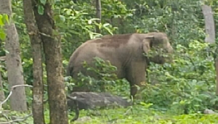 कोरबा : तीन दशक से हाथियों का आतंक, ग्रामीण और किसान दहशत में, ठोस समाधान का इंतजार