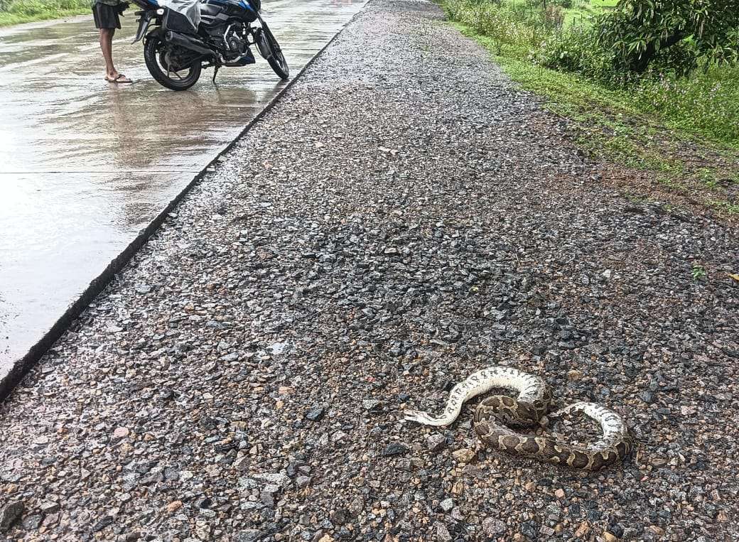 “धौराभाठा के पास सड़क हादसे में अजगर की मौत, प्रशासन की अनदेखी पर ग्रामीण नाराज़”