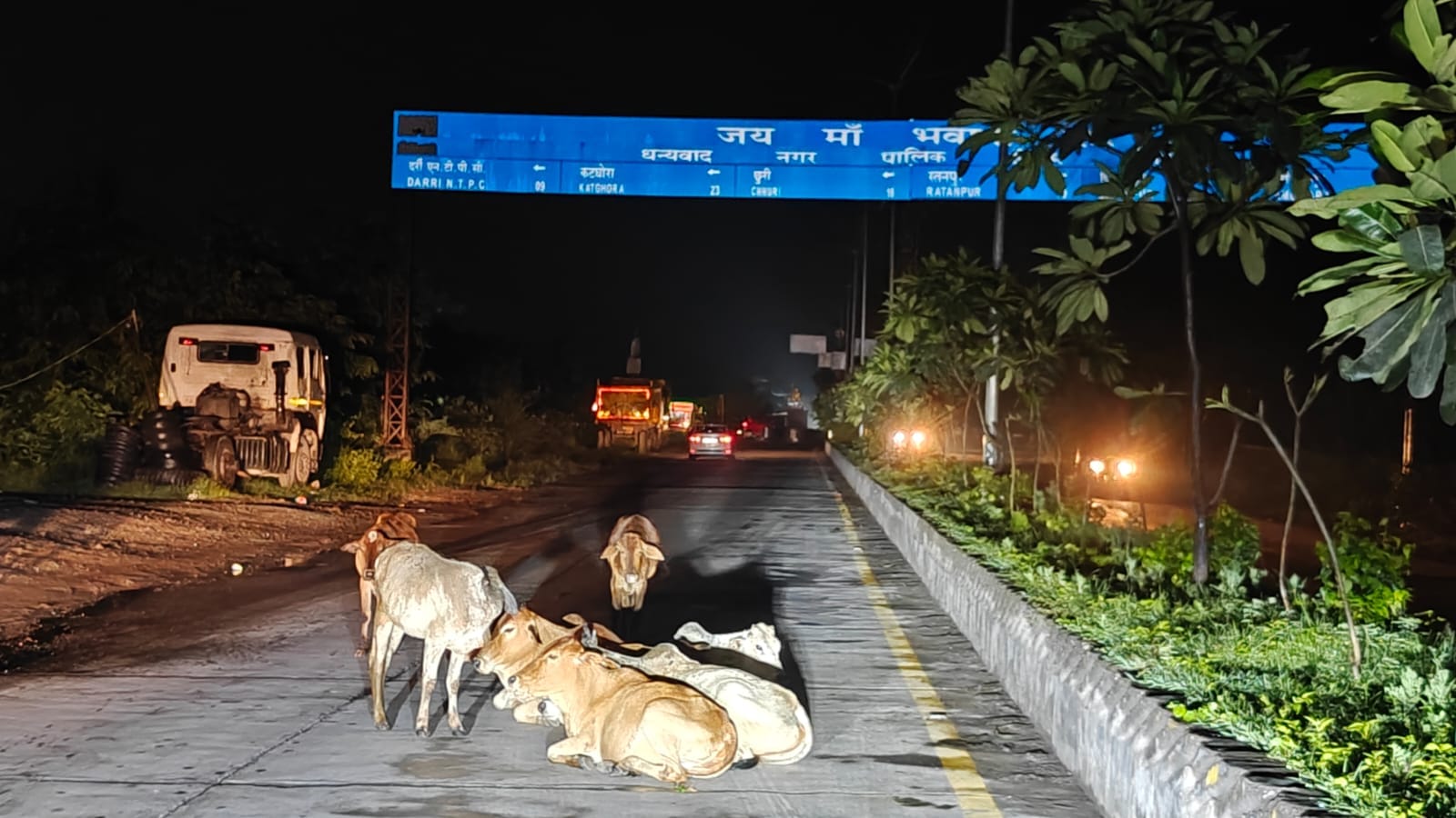 दर्री रोड से कोरबा तक एनएच पर मवेशियों का कब्जा, हादसों का बना खतरा