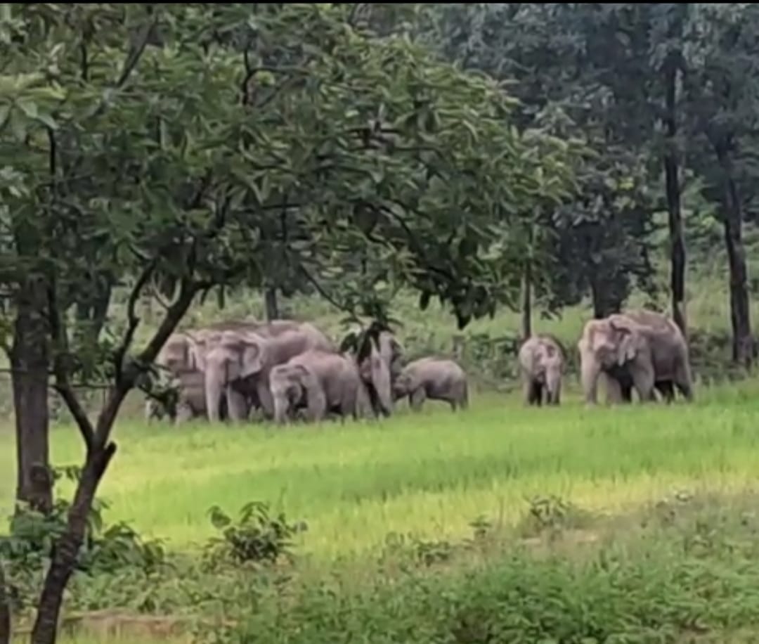 बड़ी खबर कोरबा कोरबी चोटियां से