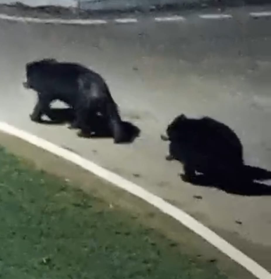 मनेंद्रगढ़ में भालू का आतंक, वन विभाग की लापरवाही पर उठे सवाल