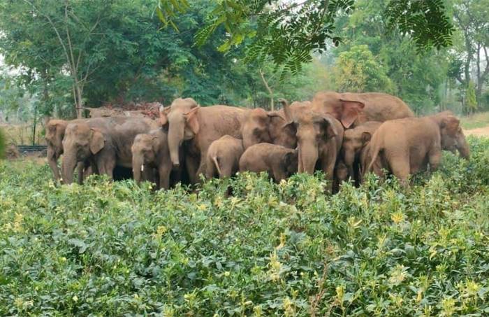🌾 ग्राम पचरा में 53 हाथियों का कहर: रात में जंगल, दिन में खेतों पर धावा — एक हफ्ते से दहशत में ग्रामीण