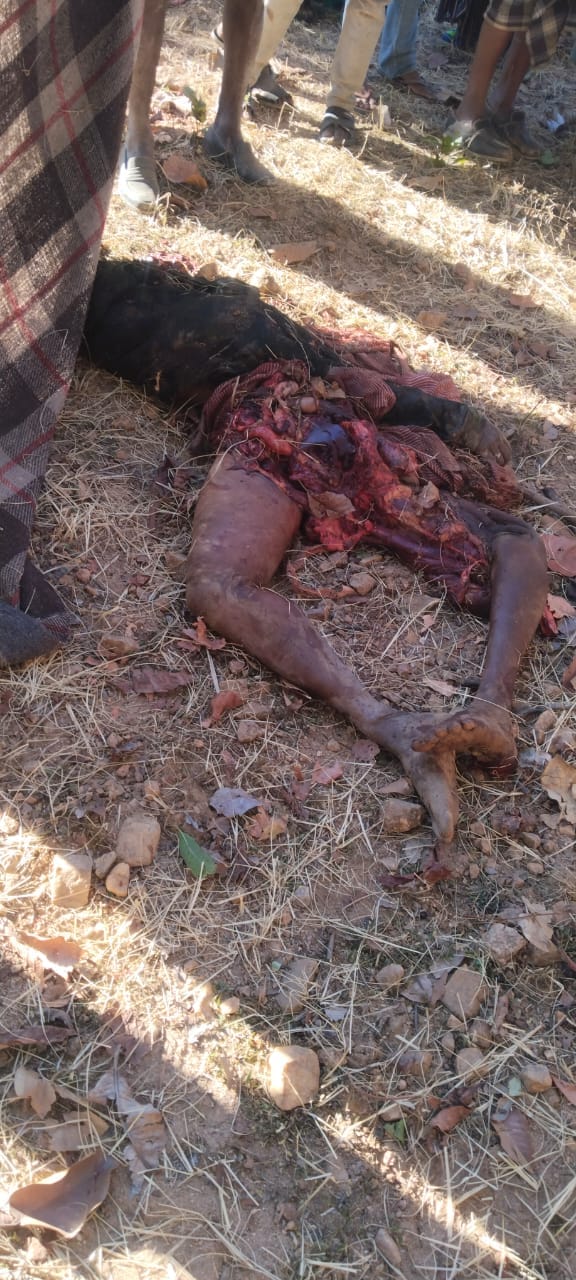 हाथी का कहर: गांव में दहशत, महिला की दर्दनाक मौत