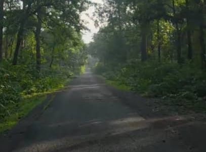 बालको रेंज में दंतैल हाथी की दस्तक, ग्रामीणों में दहशत—सुरक्षा के लिए कॉफी प्वाइंट मार्ग बंद