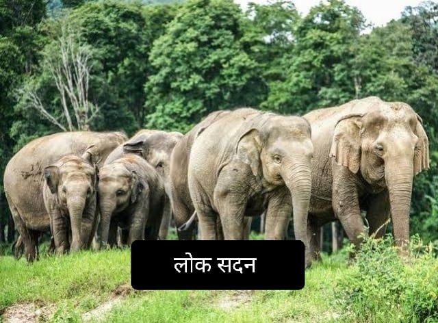 लातेहार में हाथियों का कहर: खेत की रखवाली कर रहे युवक की कुचलकर मौत