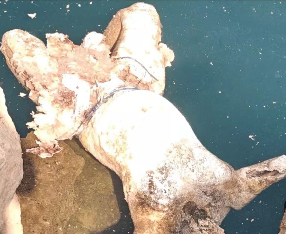 रायपुर में सनसनी: माना थाना क्षेत्र में पानी से मिली सिर कटी लाश, इलाके में दहशत