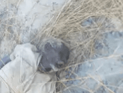 कोरबा | कुसमुंडा क्षेत्र में लापता बुजुर्ग का शव मिलने से सनसनी