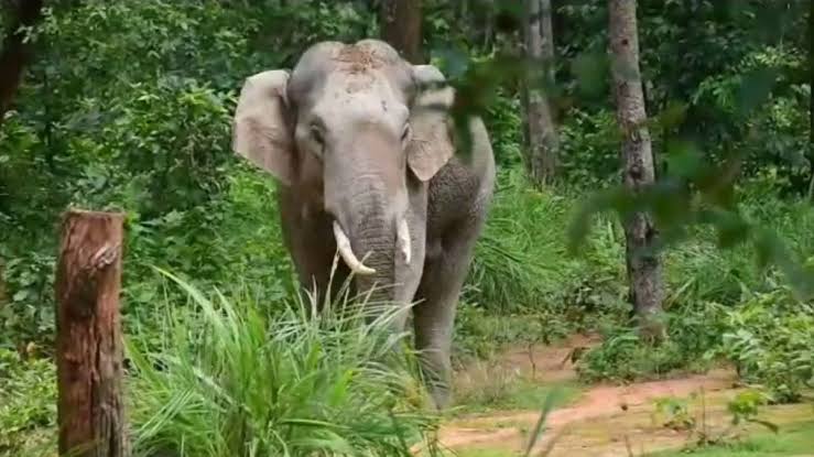 पोटापानी में लोनर हाथी का आतंक, कई गांवों में हाई अलर्ट