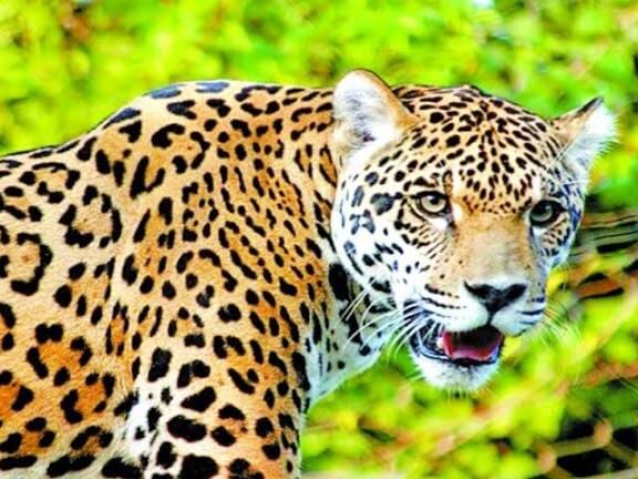 गरियाबंद में दर्दनाक हादसा: खुले कुएं में गिरने से तेंदुए की मौत, वन विभाग जांच में जुटा