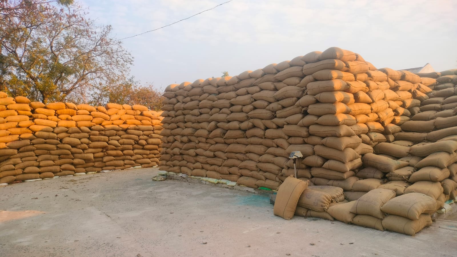 हाथी प्रभावित क्षेत्रों में धान उठाव न होने से बढ़ा खतरा: खुले आसमान के नीचे पड़े लाखों क्विंटल धान पर हाथियों की नजर