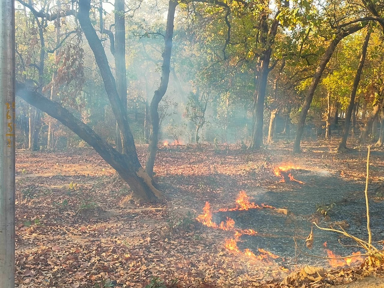 चिरमिरी के जंगलों में आगजनी, वन संपदा पर मंडराया खतरा; संसाधनों की कमी से जूझ रहा वन विभाग