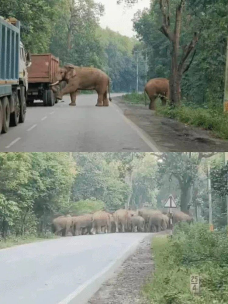 सड़क पर उतरा हाथियों का झुंड, घंटों थमे रहे वाहन……