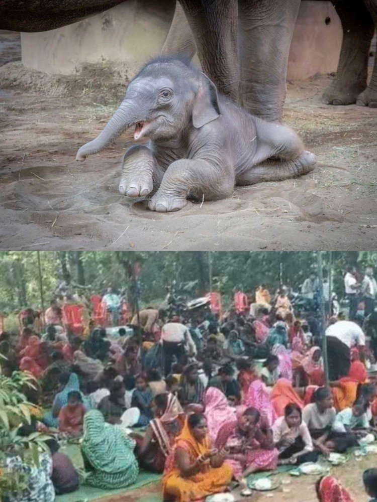 कोरबा : नन्हे हाथी ‘काशी’ की धूमधाम से मनाई छठी, सात गांवों के ग्रामीणों ने किया नामकरण….